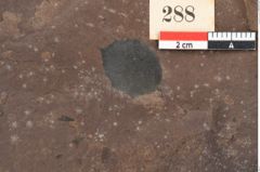 Foto (Detailansicht) von Plantae indet. (NHMW-GEO-2024-0188-0288a)